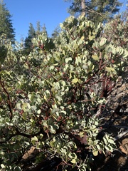 Arctostaphylos canescens sonomensis