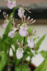 Eulophia guineensis