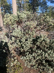 Arctostaphylos canescens sonomensis