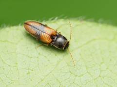 Horistonotus curiatus