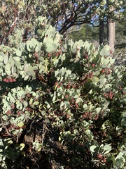 Arctostaphylos canescens sonomensis