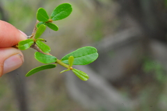 Tabebuia myrtifolia