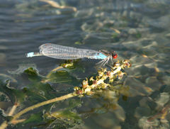 Erythromma najas humerale