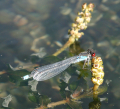 Erythromma najas humerale