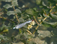 Erythromma najas humerale