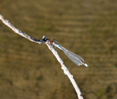 Erythromma najas humerale