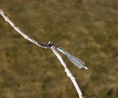 Erythromma najas humerale