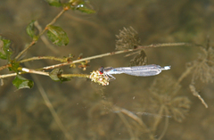 Erythromma najas humerale