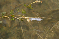 Erythromma najas humerale