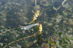 Erythromma najas humerale