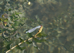 Erythromma najas humerale