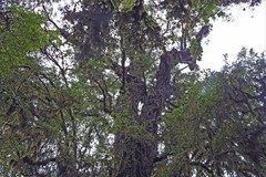 Cedrela angustifolia