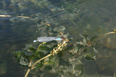 Erythromma najas humerale