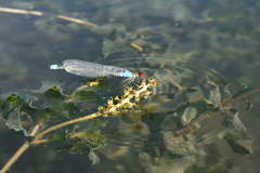Erythromma najas humerale
