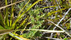 Pimelea pseudolyallii