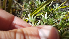 Pimelea pseudolyallii