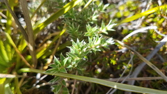Pimelea pseudolyallii