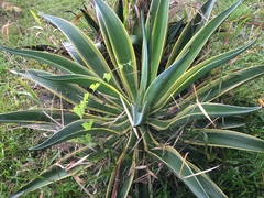 Agave desmettiana