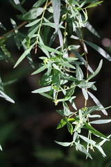 Pimelea neoanglica