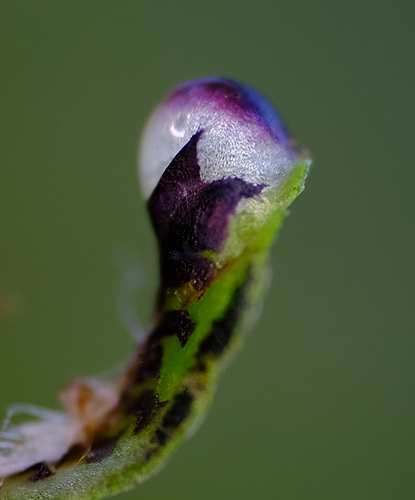 Targionia hypophylla