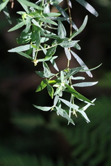 Pimelea neoanglica