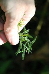 Pimelea neoanglica