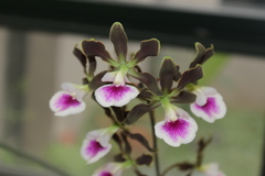 Encyclia randii