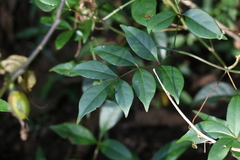 Pandorea jasminoides