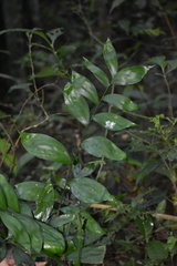 Chamaedorea oblongata