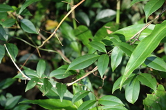Pandorea jasminoides
