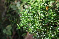 Psychotria daphnoides