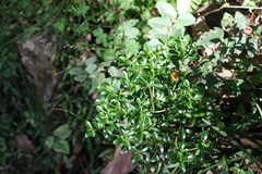 Psychotria daphnoides