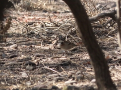 Zonotrichia capensis chilensis