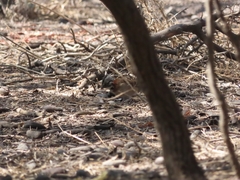 Zonotrichia capensis chilensis