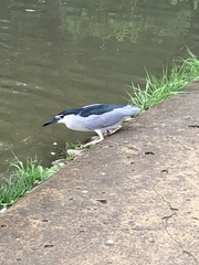 Nycticorax nycticorax