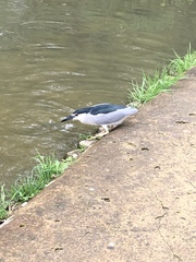 Nycticorax nycticorax