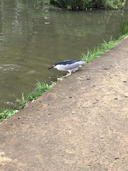 Nycticorax nycticorax