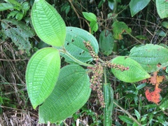 Miconia aeruginosa