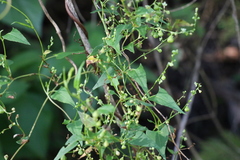Muehlenbeckia gracillima