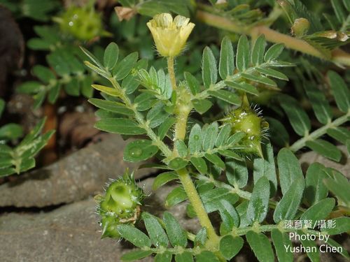 Tribulus terrestris iNat (3)