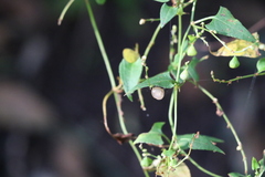 Muehlenbeckia gracillima