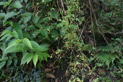 Muehlenbeckia gracillima