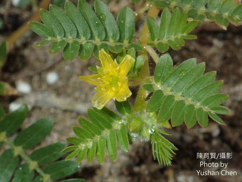 Tribulus terrestris