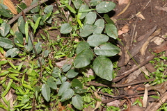 Derris involuta
