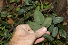 Derris involuta