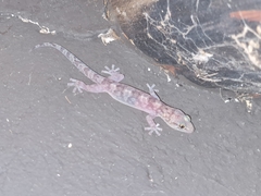 Transvaal Flat Gecko photo 3