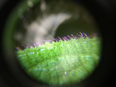 Miconia aeruginosa
