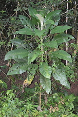 Dendrocnide