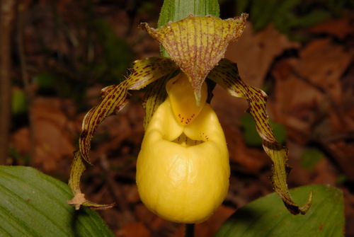 Image of Cypripedium kentuckiense by (c) Brian Finzel, some rights reserved (CC BY-SA)