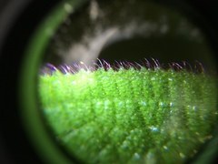Miconia aeruginosa